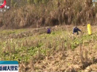 疫情中的温暖：爱心接力 销售青菜 