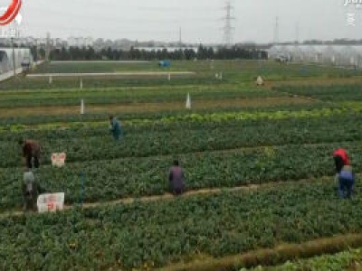 【众志成城 抗击疫情】蔬菜企业基地复工扩产 保供菜篮子