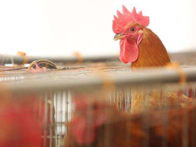 江西省家禽业基本恢复正常生产秩序