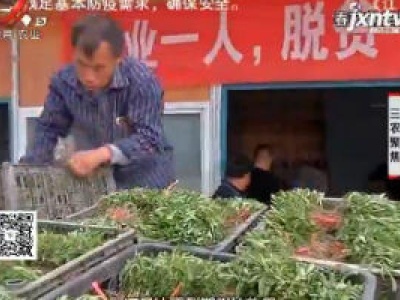 三农聚焦20200226 甜叶菊带来的甜蜜事业