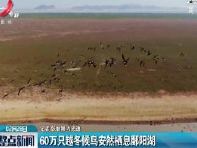 60万只越冬候鸟安然栖息鄱阳湖