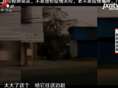 西双版纳：野象“闲逛”进村寨 一个多小时候自行离开