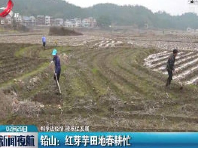 【科学防疫情 硬核促发展】铅山：红芽芋田地春耕忙