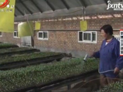 农博士大讲堂20200226 优质甜椒栽培技术