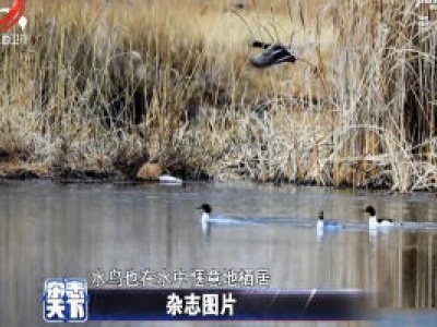 “拉萨之肺”的初春 冰雪消融百鸟飞舞