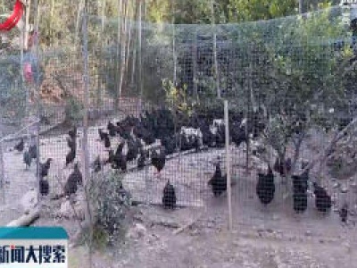九江：互联网远程庭审二审裁定一起非法猎捕濒危野生动物案
