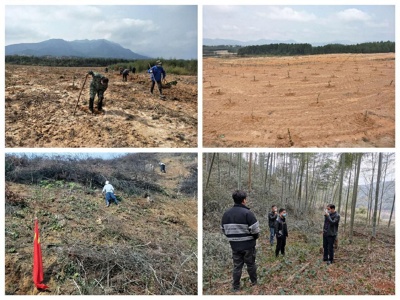 疫情防控不松懈  植树造林不误时