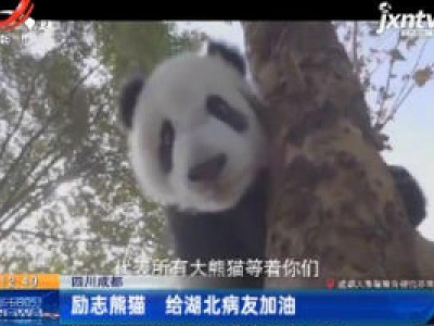四川成都：励志熊猫 给湖北病友加油