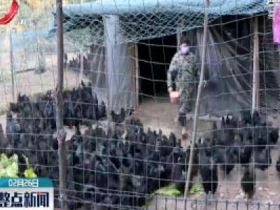 靖安：“抖”掉贫困 爱心直播助农卖鸡 
