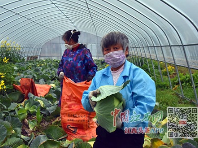 江西抗“疫”战“贫” 让扶贫基地蔬菜走上百姓餐桌