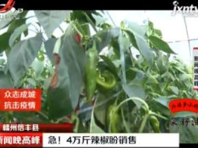 【众志成城 抗击疫情】赣州信丰县：急！4万斤辣椒盼销售