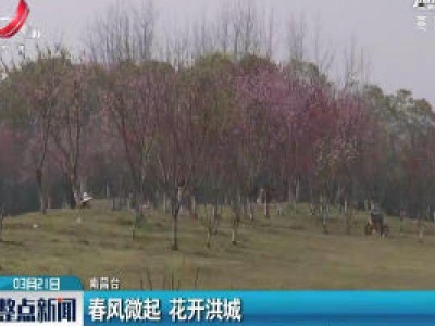 南昌：春风微起 花开洪城