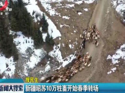 【搜民生】新疆昭苏10万牲畜开始春季专场