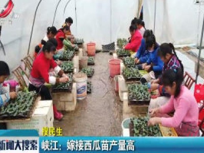 峡江：嫁接西瓜苗产量高