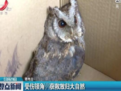 赣州：受伤领角鸮获救放归大自然