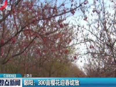 鄱阳：300亩樱花迎春绽放