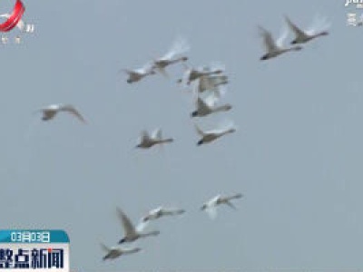 省林科院救护中心在鄱阳湖放飞1只小天鹅