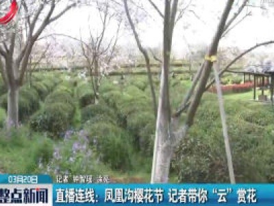 直播连线：凤凰沟樱花节 记者带你“云”赏花
