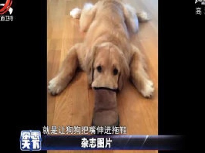 给狗狗拍主题照 狗嘴伸进拖鞋
