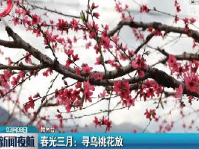 春光三月 寻乌桃花放