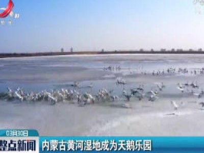 内蒙古黄河湿地成为天鹅乐园