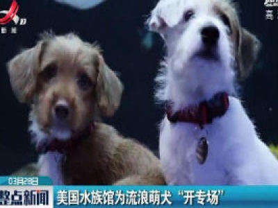 美国水族馆为流浪萌犬“开专场”