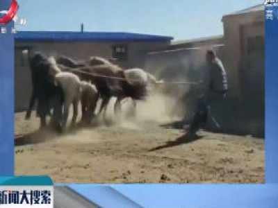 【搜现场】场面一度混乱 牧民这样给马打针