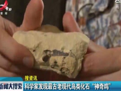 【搜资讯】科学家发现最古老现代鸟类化石“神奇鸡”