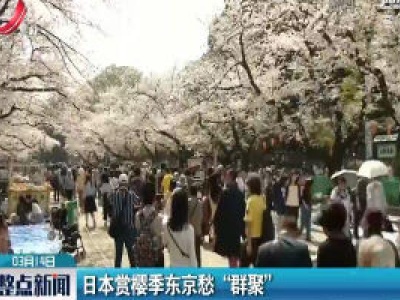 日本赏樱季东京愁”群聚“
