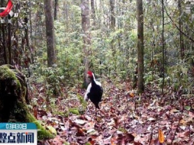 云南首次拍到全球濒危物种四川山鹧鸪
