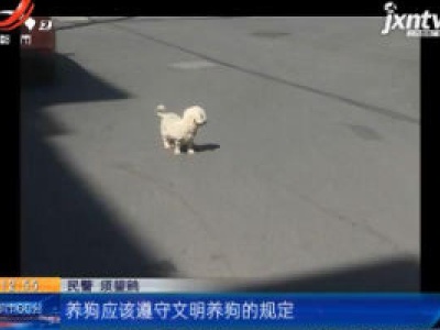 江苏张家港：宠物狗当“线人”牵出聚众赌博