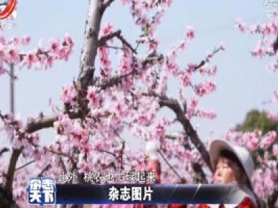 江苏：绝美景色关不住 桃林盛放正当时 