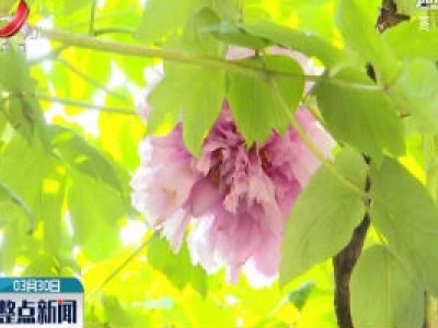 上饶：牡丹花开动人 花龄600多年