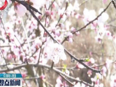 上饶：千亩桃花醉游人