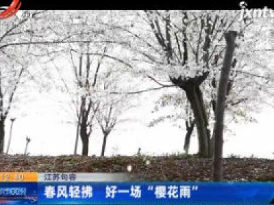 江苏句容：春风轻拂 好一场“樱花雨”