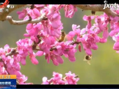 赣州上饶：春光明媚 紫荆花开