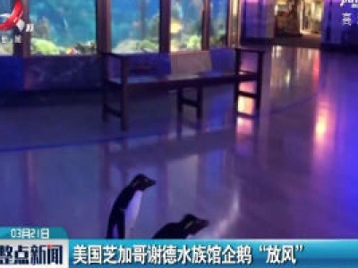 美国芝加哥谢德水族馆企鹅“放风”