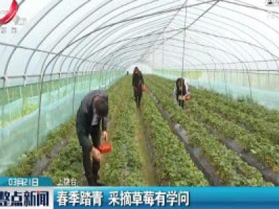 上饶：春季踏青 采摘草莓有学问