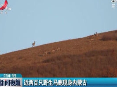 近两百只野生马鹿现身内蒙古