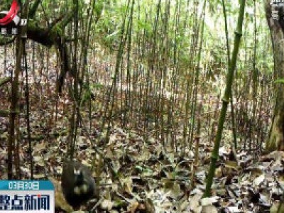 云南首次拍到全球濒危物种四川山鹧鸪