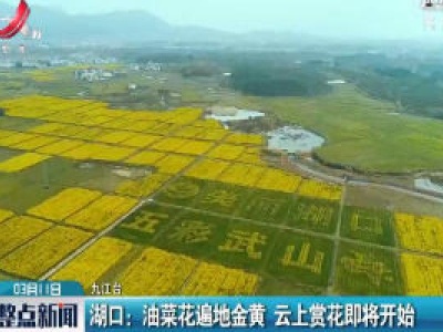 九江湖口：油菜花遍地黄金 云上赏花即将开始