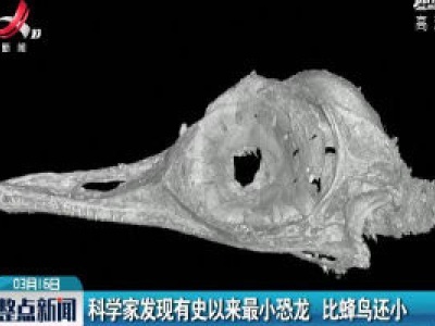 科学家发现有史以来最小恐龙 比蜂鸟还小
