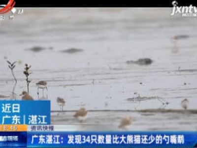 广东湛江：发现34只数量比大熊猫还少的勺嘴鹬