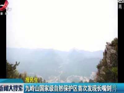 九岭山国家级自然保护区首次发现长嘴剑鸻