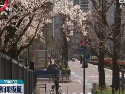 日本樱花盛放 民众赏樱热情低