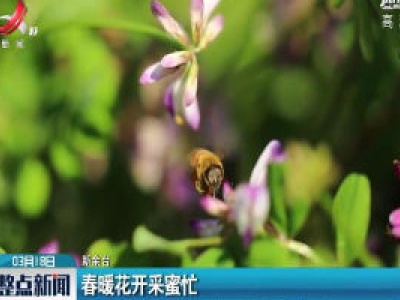 新余：春暖花开采蜜忙
