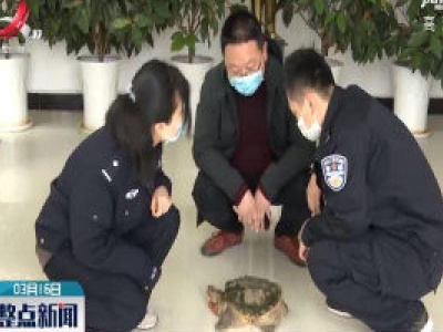 靖安：村民发现“鳄龟”民警及时处理