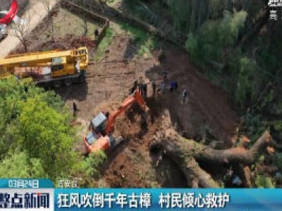 吉安：狂风吹倒千年古樟 村民倾心救护