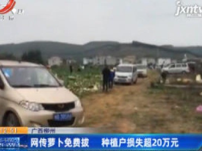 广西柳州：网传萝卜免费拔 种植户损失超20万元