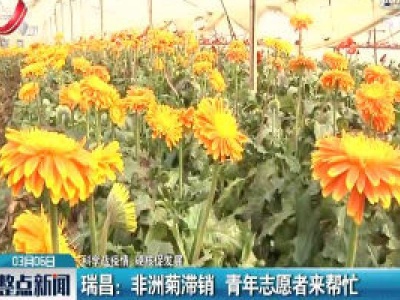 【科学战疫情 硬核促发展】瑞昌：非洲菊滞销 青年志愿者来帮忙